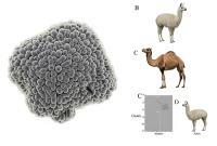 یک پروتئین منحصربه‌فرد در شترها و لاماها ممکن است مغز را در برابر آلزایمر محافظت کند!