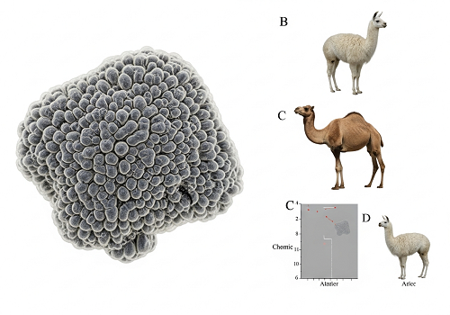 یک پروتئین منحصربه‌فرد در شترها و لاماها ممکن است مغز را در برابر آلزایمر محافظت کند!